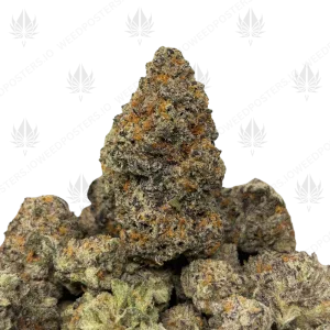 PUNCH CAKE (TRIP EXOTICS) - Image 1