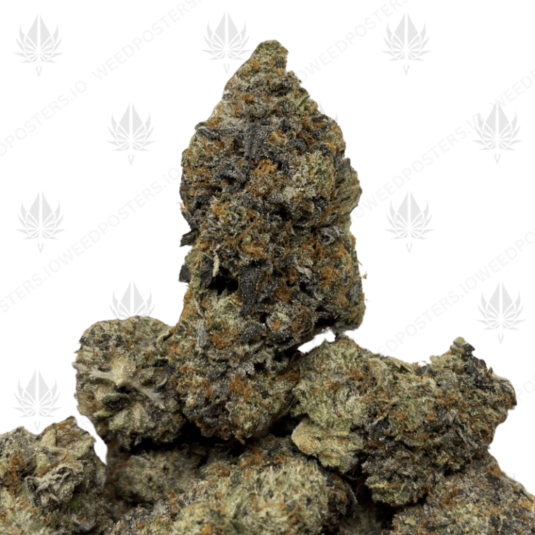 PINK VORTEX (LSO GAS)