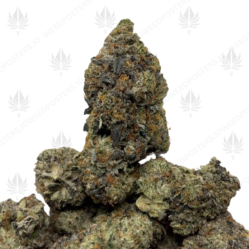 PINK VORTEX (LSO GAS)