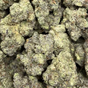 BERRY PAYTON (QUAD EXOTICS) - Image 3
