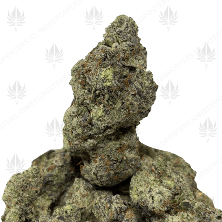 BERRY PAYTON (QUAD EXOTICS)