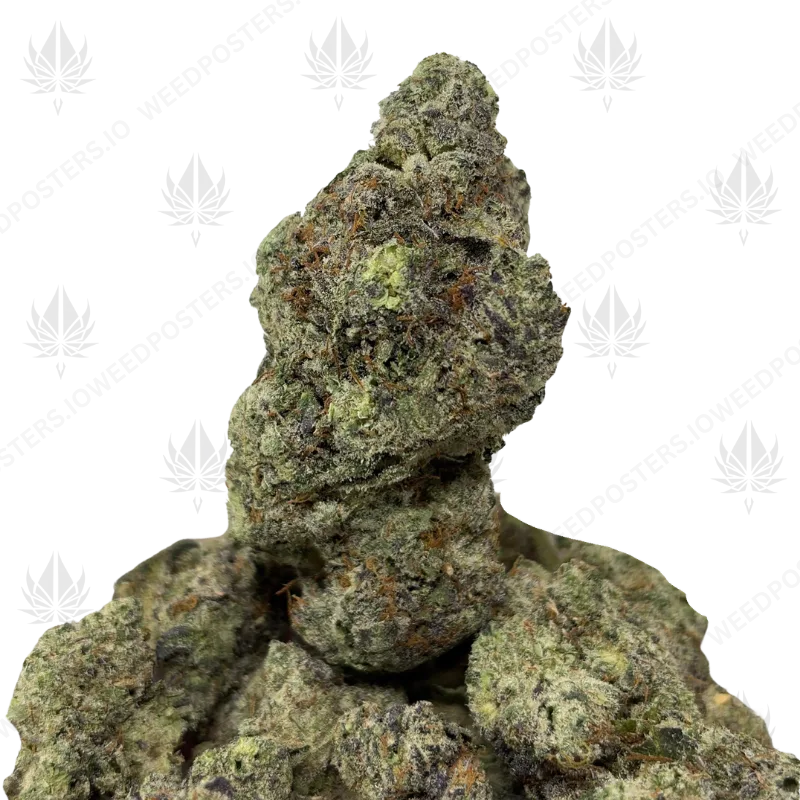 BERRY PAYTON (QUAD EXOTICS)