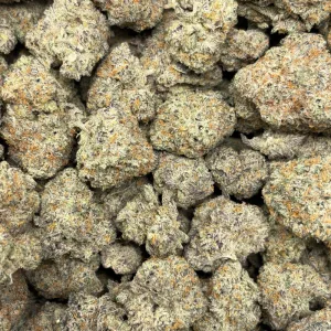 SPACE QUEEN (TRIP EXOTICS) - Image 3