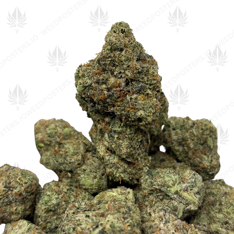 PINK PURGE (LSO GAS)