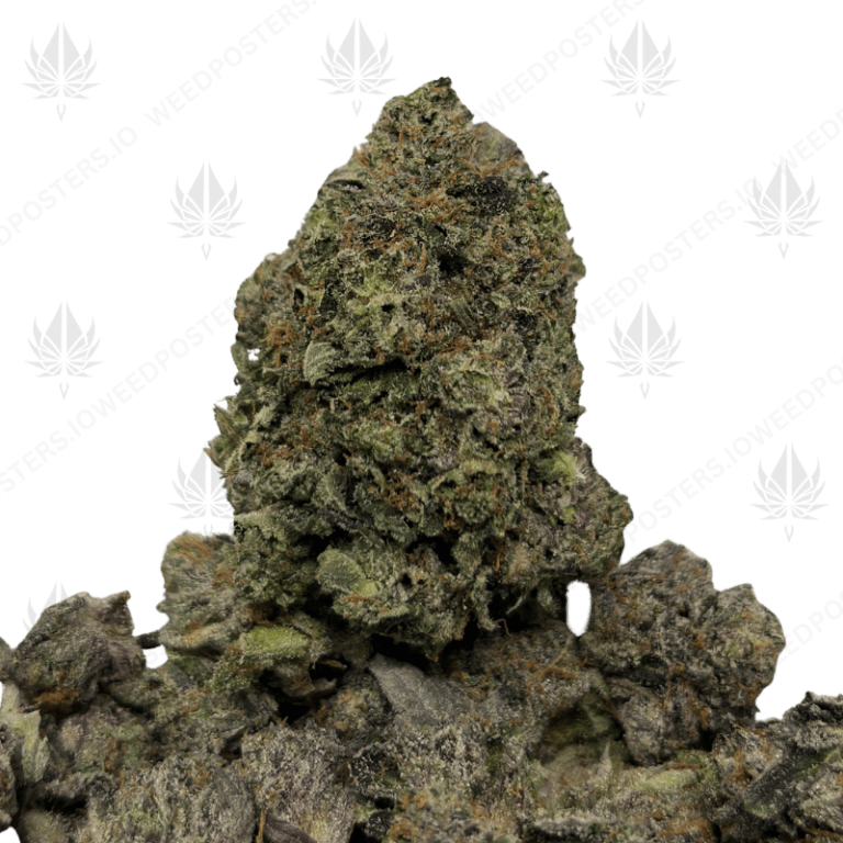 PINK FUEL (QUAD GAS)