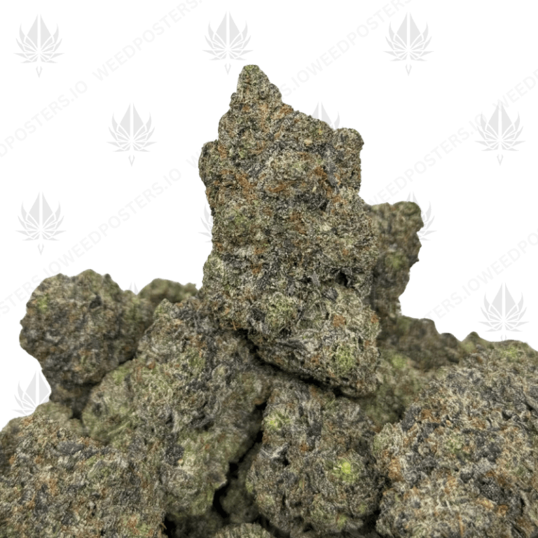 JOKER PINK (QUAD GAS)