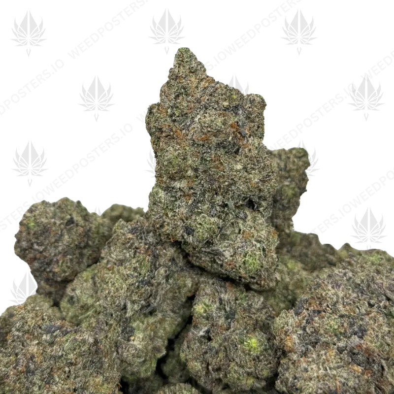 JOKER PINK (QUAD GAS)