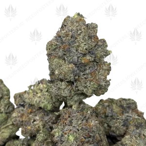 PURPLE PANTHER (QUAD GAS) - Image 1