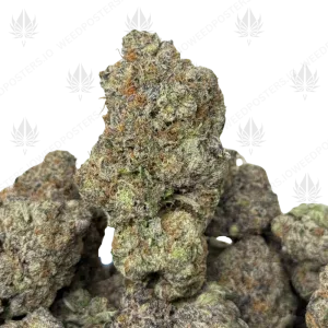 MAUI SKUNK (QUAD EXOTICS) - Image 1