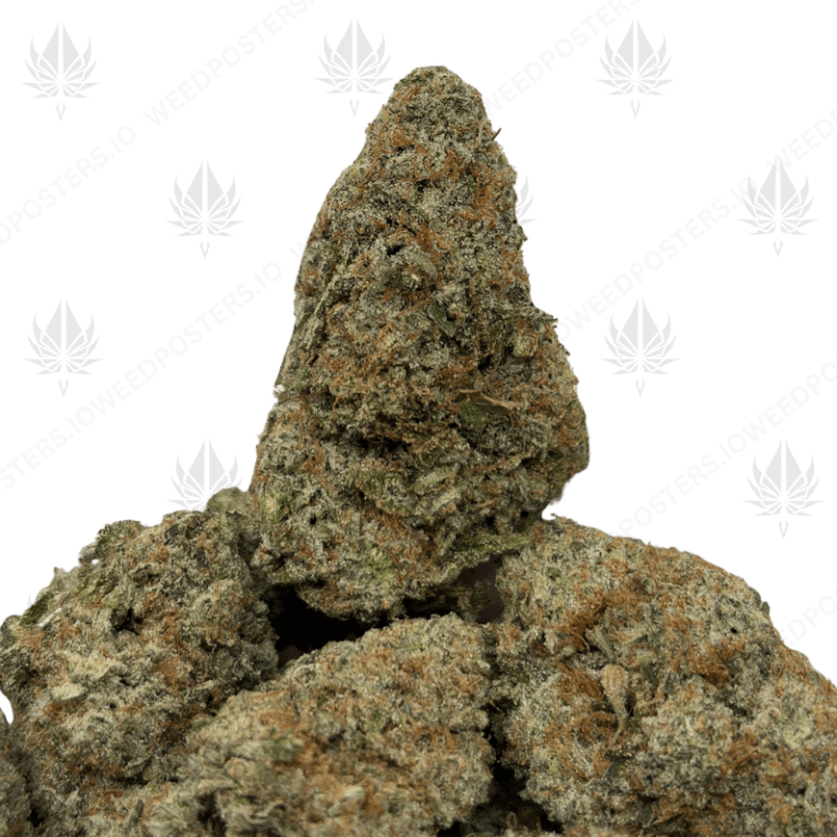 STORM WARNING (TRIP EXOTICS)
