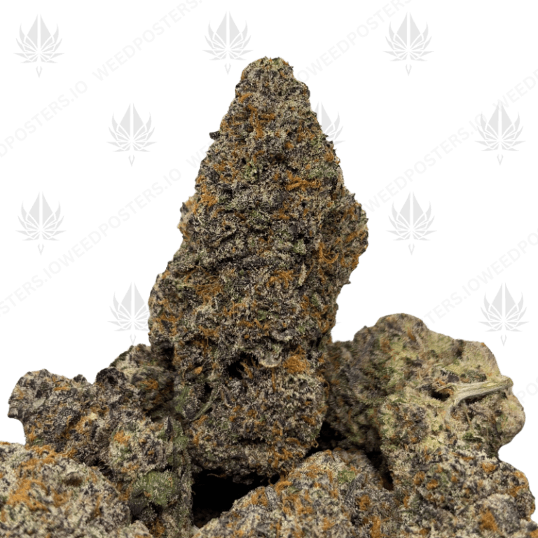 BACIO GELATO (QUAD EXOTICS)