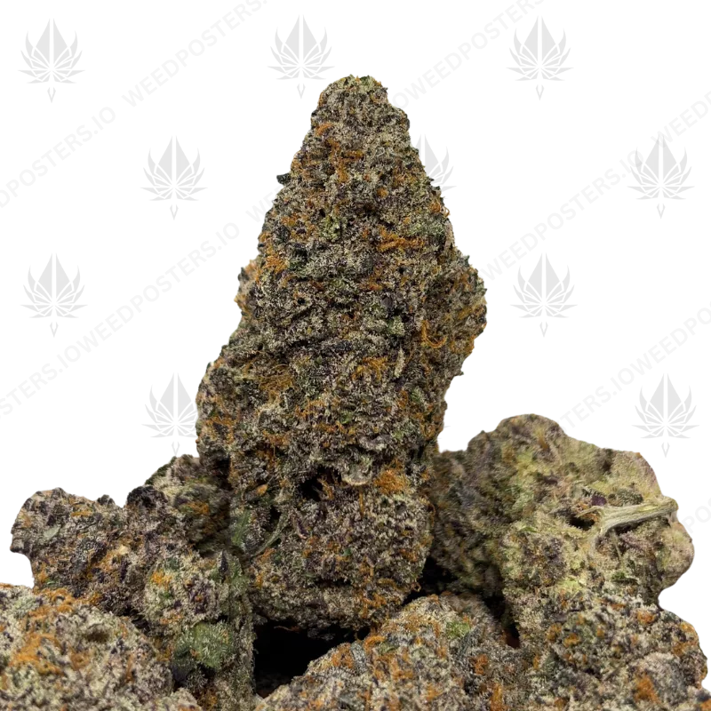 BACIO GELATO (QUAD EXOTICS)
