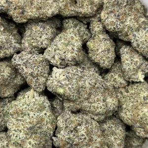 PLATINUM BISCOTTI (QUAD EXOTICS) - Image 3
