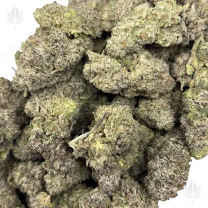 KING'S MIMOSA (QUAD EXOTICS) - Image 2