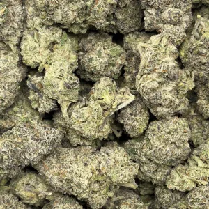 KING'S MIMOSA (QUAD EXOTICS) - Image 3