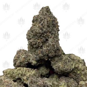 KING'S MIMOSA (QUAD EXOTICS) - Image 1