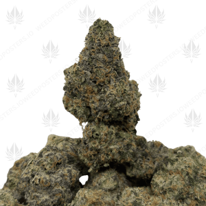 OG CREAM CAKE (QUAD EXOTICS) - Image 1