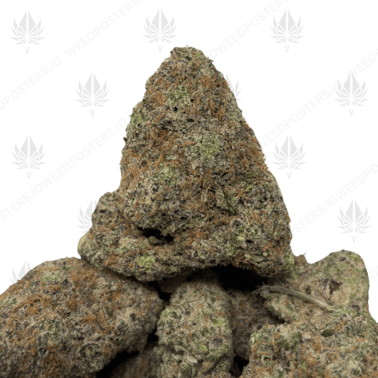 WARHEADZ (QUAD EXOTICS)