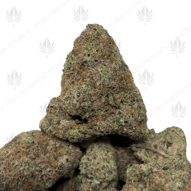 WARHEADZ (QUAD EXOTICS)