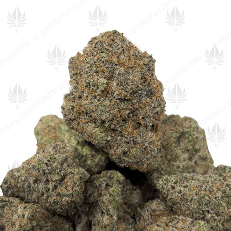 SOUR PUSH POP (QUAD EXOTICS)