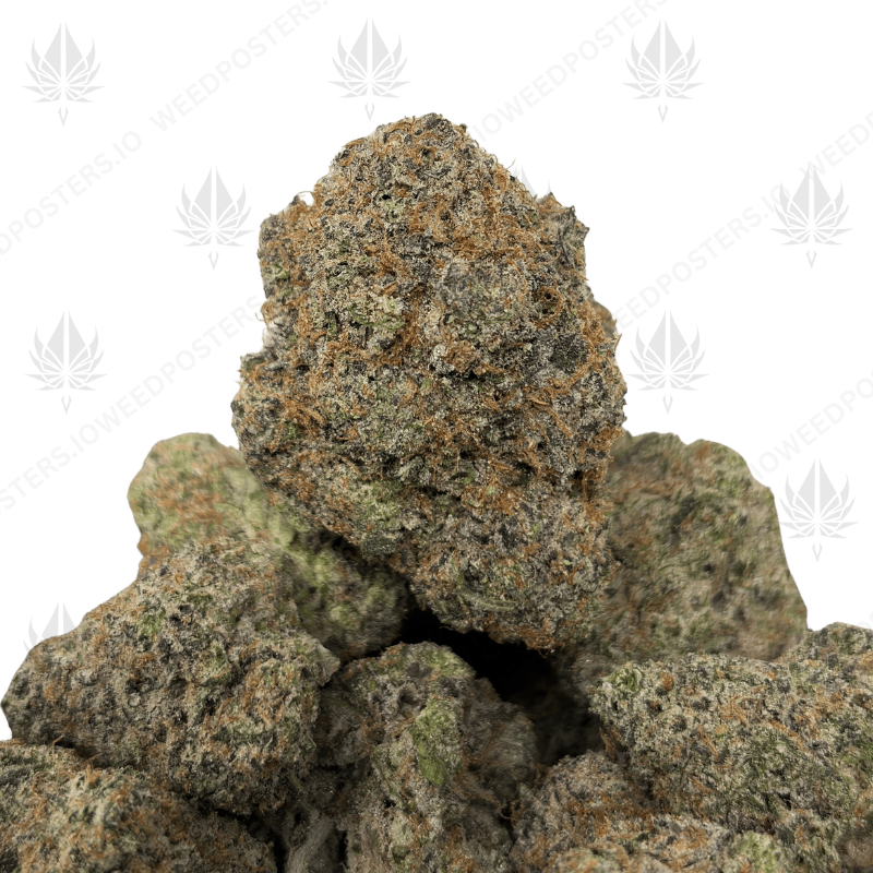 SOUR PUSH POP (QUAD EXOTICS)