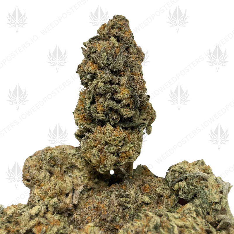 7387 PLATINUM PUNCH HAZE (SATIVA)