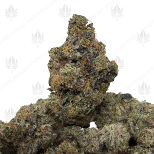 KNOCKOUT PINK (LSO GAS) - Image 1