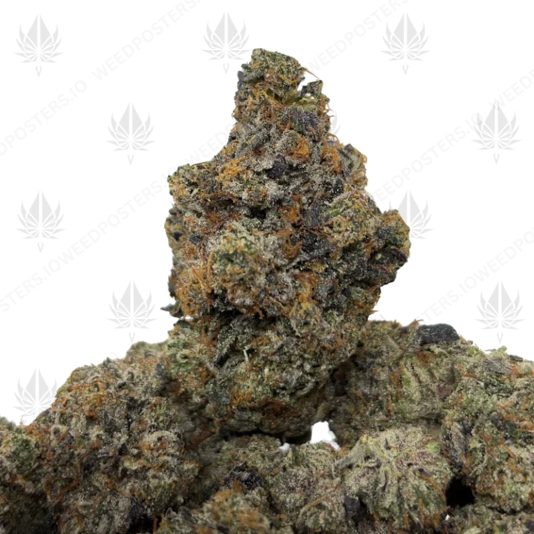 KNOCKOUT PINK (LSO GAS)