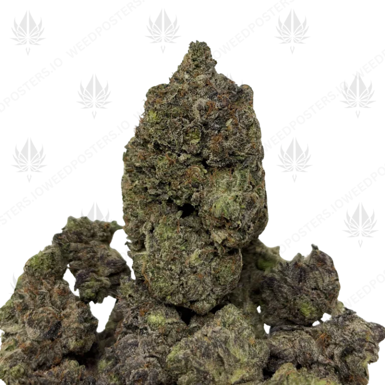 EL MUERTE (QUAD GAS)