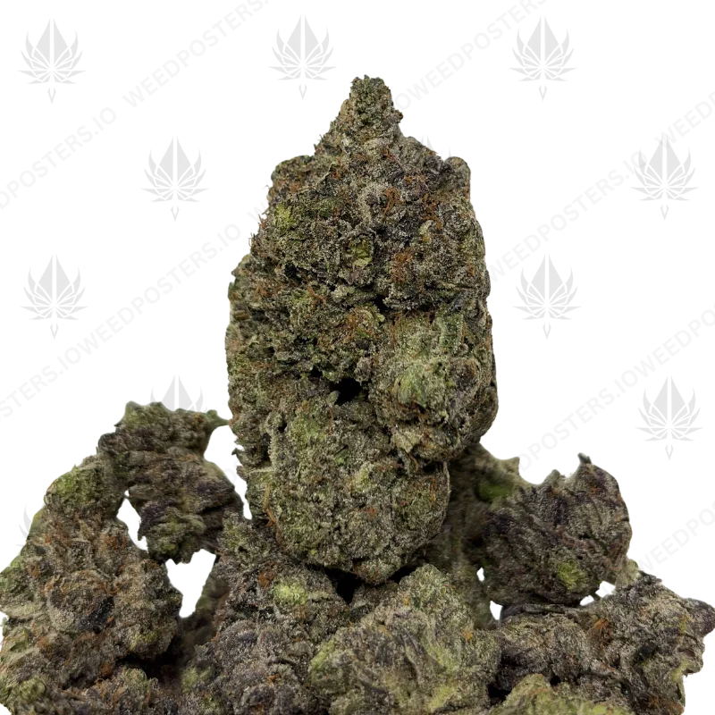 EL MUERTE (QUAD GAS)