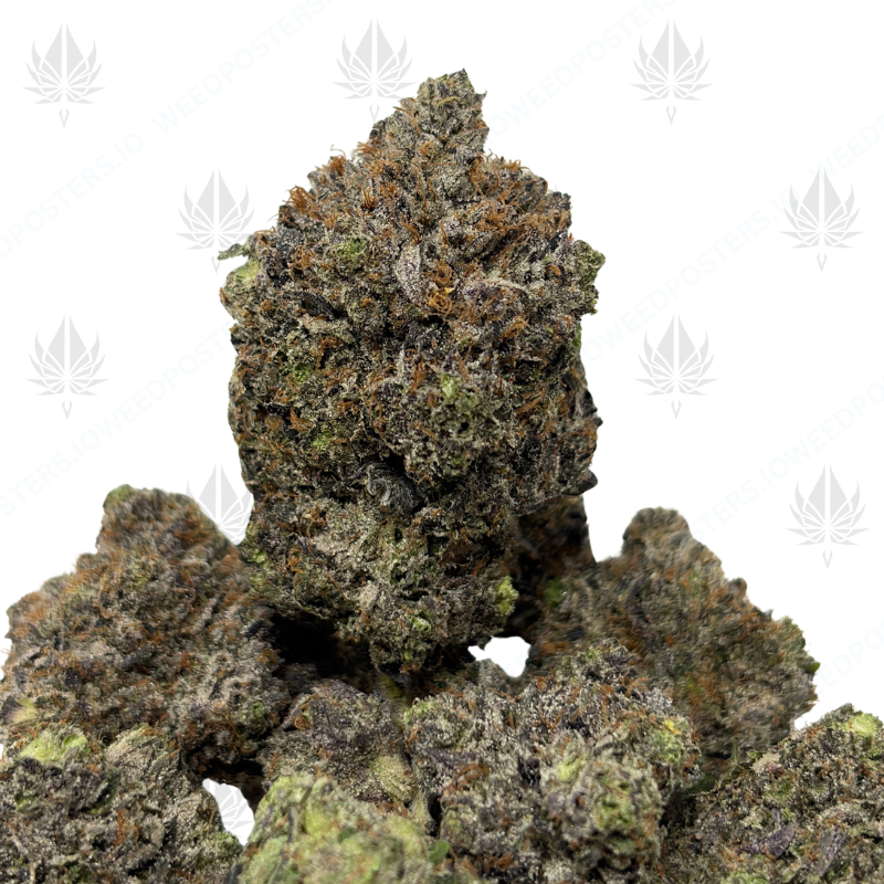 PINK BUBBA (QUAD GAS)