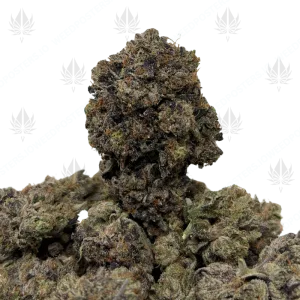 PINKY & THE BRAIN (QUAD GAS) - Image 1