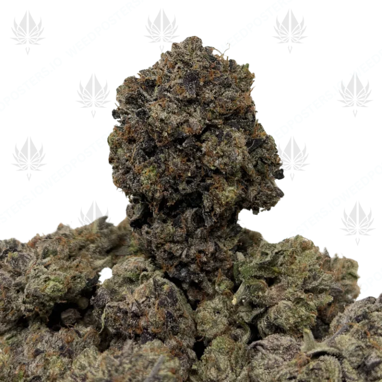 PINKY & THE BRAIN (QUAD GAS)