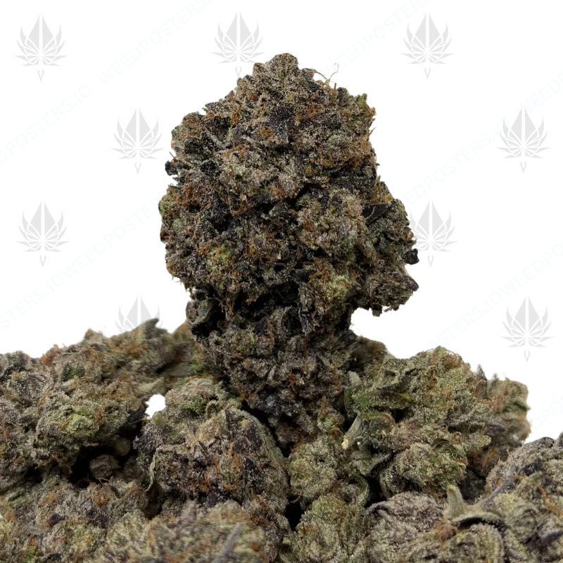 PINKY & THE BRAIN (QUAD GAS)