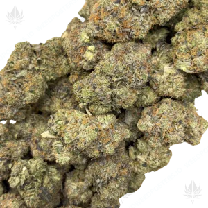 TUNA STAR (QUAD GAS) - Image 2