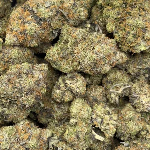TUNA STAR (QUAD GAS) - Image 3