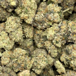 MAPLE WILDFIRE (QUAD EXOTICS) - Image 3