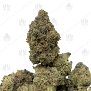 MAPLE WILDFIRE (QUAD EXOTICS) - Image 1