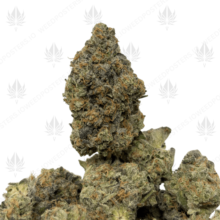 MAPLE WILDFIRE (QUAD EXOTICS)