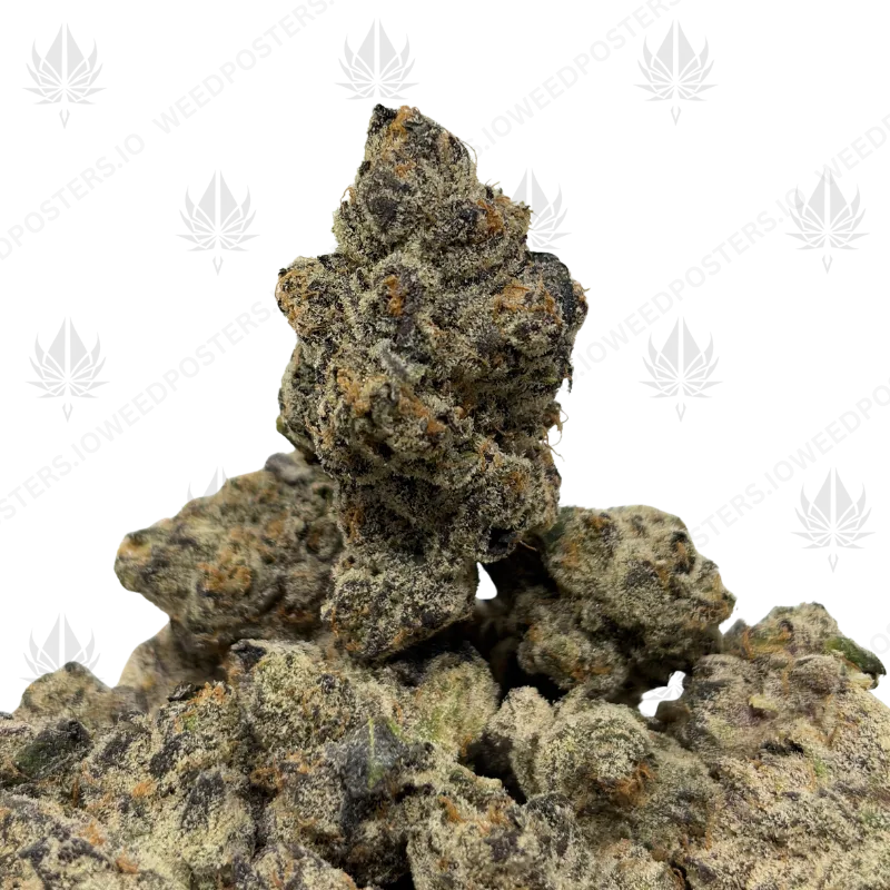 WEDDING CAKE (QUAD EXOTICS)