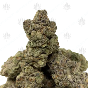MALIBU PIE (QUAD EXOTICS) - Image 1