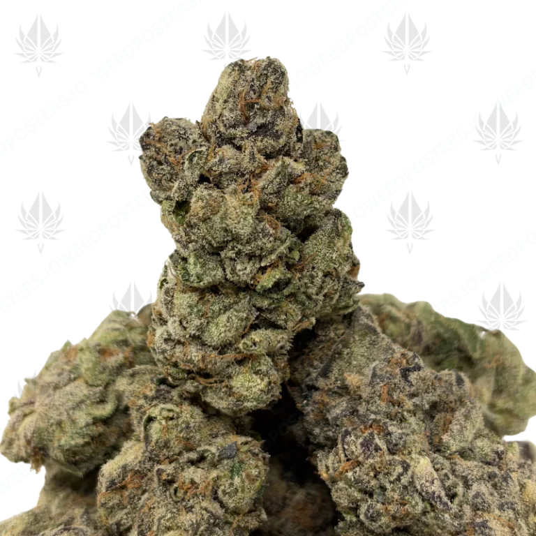 MALIBU PIE (QUAD EXOTICS)