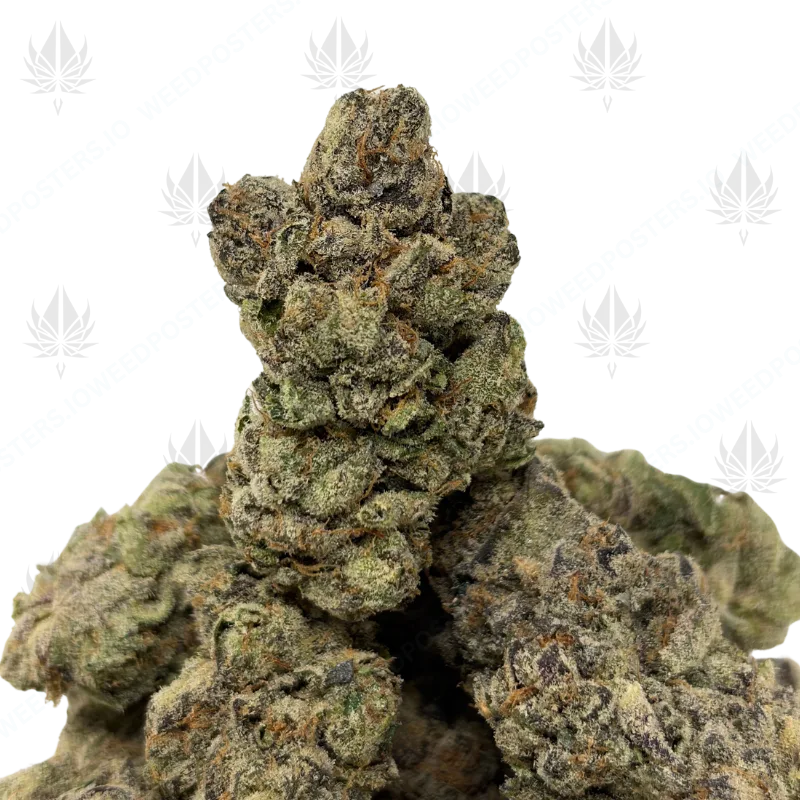 MALIBU PIE (QUAD EXOTICS)