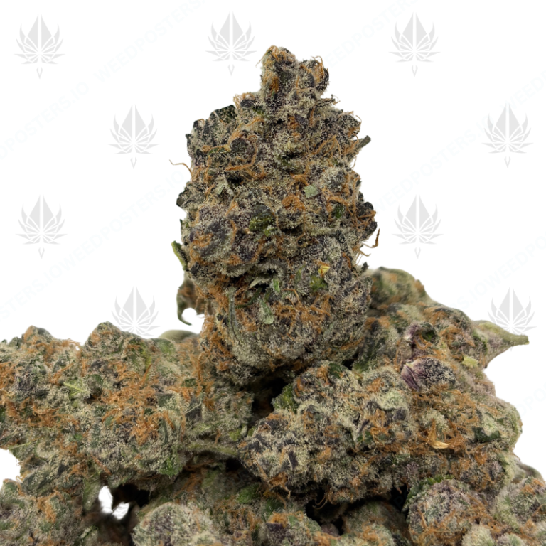 ALASKAN THUNDER FUCK (QUAD EXOTICS)