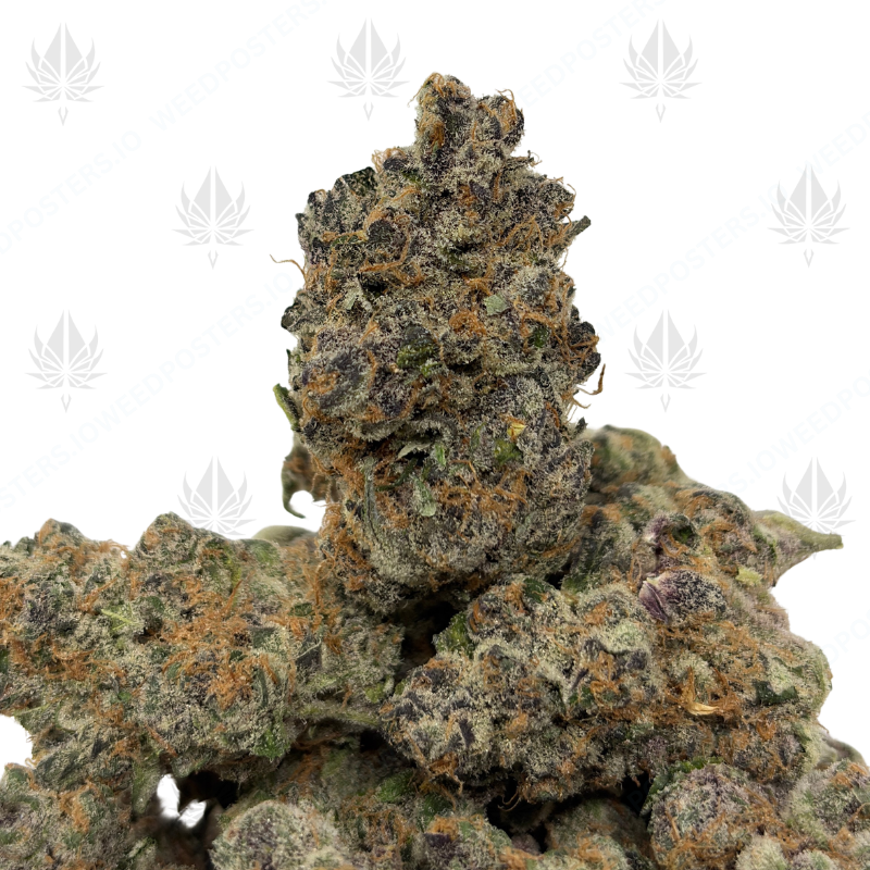 ALASKAN THUNDER FUCK (QUAD EXOTICS)