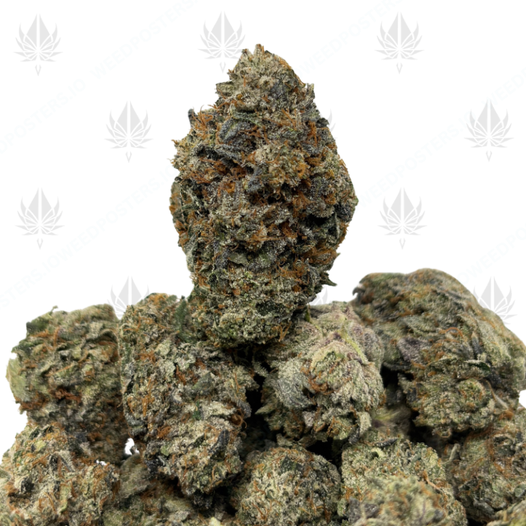 3 IN THE PINK (LSO GAS)