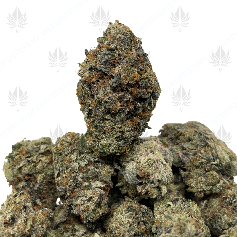 3 IN THE PINK (LSO GAS)