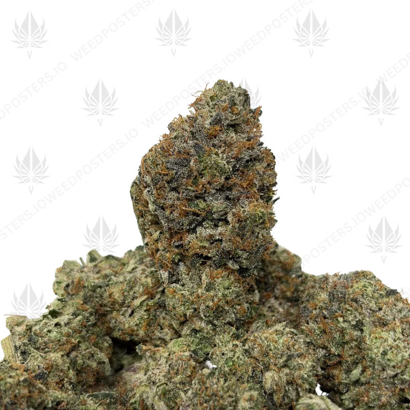 PINK PRE-98 BUBBA (LSO GAS)