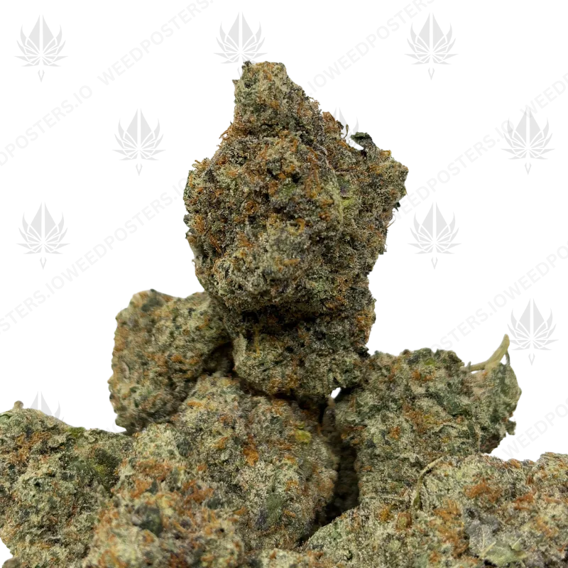 WIZARD X ICE CREAM CAKE (LSO EXOTICS)