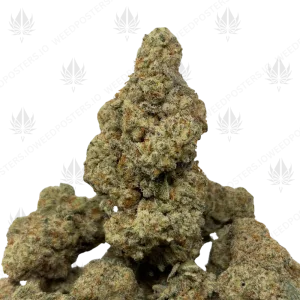 WIZARD X MAC DADDY (LSO EXOTICS) - Image 1